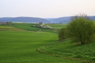 Spring landscape with green fields, hills and blossoming trees, Mönchberg, Miltenberg, Spessart,