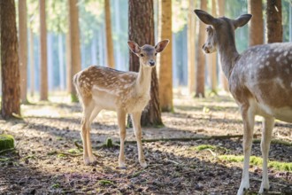 European fallow deer (Dama dama) youngsters in a forest, Bavaria, Germany, Europe