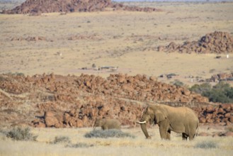 Desert elephants (Loxodonta africana) in the Ugab dry river, Damaraland, Kunene region, Namibia,