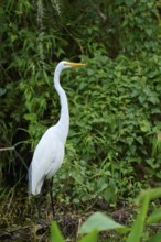 Great Egret (Ardea alba), in the swamp, spring, Everglades National Park, Florida, USA, North