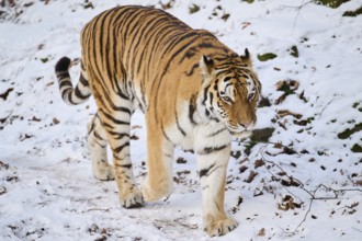 Siberian tiger (Panthera tigris altaica) walking in the snow in winter, captive, Germany, Europe