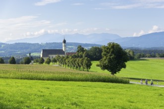 Pilgrimage church of St. Marinus and Anian in Wilparting, cornfield, avenue, meadow, cyclist,