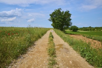 A rural country lane with trees, surrounded by green fields and a blue sky with clouds, summer,