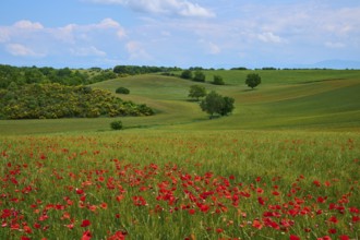 Flower meadow with poppies (Papaver), in the background trees, green hilly fields and a slightly