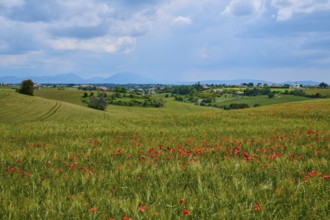 Hilly meadow with poppies (papaver), trees and mountains under an overcast sky, summer, Valensole,