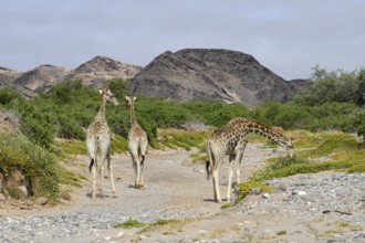 Angola giraffes (Giraffa camelopardalis angolensis) in the Hoanib dry river, Kaokoveld, Kunene