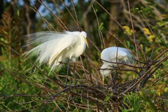 Two great egrets (Ardea alba), in nest, spring, Wakodahatchee Wetlands, Delray Beach, Florida, USA,