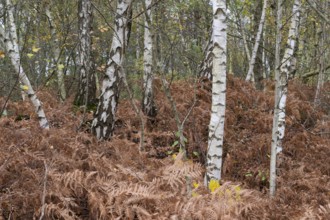 Birches (Betula pendula) in the moor, Emsland, Lower Saxony, Germany, Europe