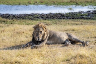 Lion (Panthera leo), adult male, lying in dry grass, Khwai, Okavango Delta, Moremi Game Reserve,