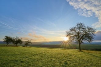 Green orchard meadow, apple tree, under a slightly cloudy sky at sunrise in a quiet landscape,