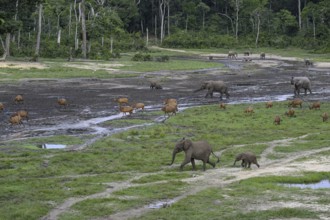 Forest elephants (Loxodonta cyclotis) and bongo antelopes (Tragelaphus eurycerus) in the Dzanga Bai