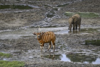 Young forest elephant (Loxodonta cyclotis) and bongo antelope (Tragelaphus eurycerus) in the Dzanga