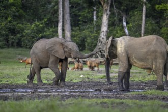 Forest elephants (Loxodonta cyclotis) and bongo antelopes (Tragelaphus eurycerus) in the Dzanga Bai