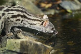 Common genet (Genetta genetta) drinking water at the shore of a lake, wildlife in a forest,