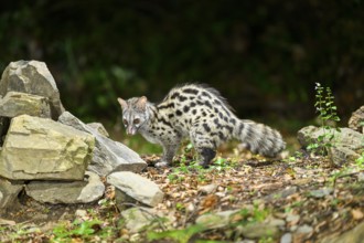 Common genet (Genetta genetta), wildlife in a forest, Montseny National Park, Catalonia, Spain,