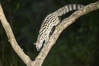 Common genet (Genetta genetta), climbing on a tree wildlife in a forest, Montseny National Park,