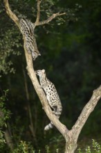 Common genet (Genetta genetta), climbing on a tree wildlife in a forest, Montseny National Park,