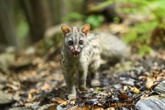 Common genet (Genetta genetta), cub wildlife in a forest, Montseny National Park, Catalonia, Spain,