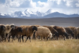 Flock of sheep on a plateau, Ak Shyrak Mountains, near Kumtor, Kara-Say, Tian Shan, Kyrgyzstan,