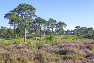 Scots pines and common heather blooming purple in the Grenspark Kalmthoutse Heide, Kalmthout Heath,