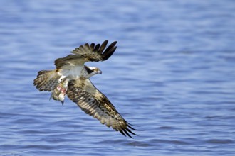 Western osprey (Pandion haliaetus) catching fish in its talons from water surface of lake in late