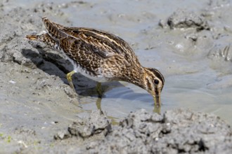 Common snipe (Gallinago gallinago) foraging in shallow water by probing soft mud at mudflat along