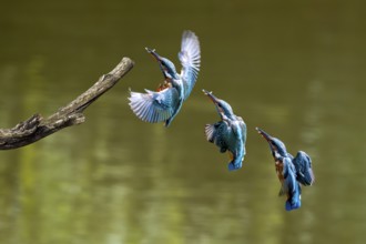 Sequence of common kingfisher (Alcedo atthis) female with caught fish in beak landing on branch