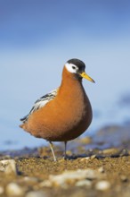 Red phalarope, grey phalarope (Phalaropus fulicarius, Tringa fulicaria) female in breeding plumage