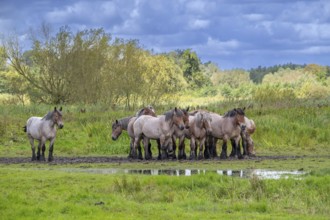 Herd of Koniks, Polish Konik horses resting in meadow of nature reserve De Bourgoyen-Ossemeersen