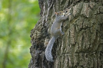 Eastern grey squirrel (Sciurus carolinensis), introduced species from North America, climbing tree