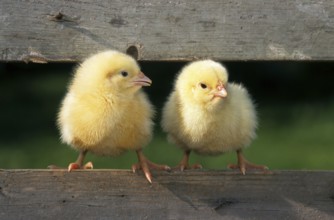 Two cute yellow chicks (Gallus gallus domesticus) sitting on fence at chicken farm at Easter