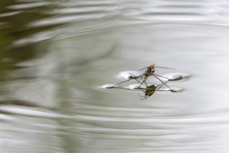 River skater (Aquarius najas, Gerris najas) couple, male paired with female, mating on water