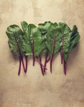 Fresh, green leaves, stem with beet leaves, on the table, top view, rustic, no people