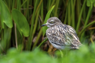 Eurasian stone-curlew, Eurasian thick-knee (Burhinus oedicnemus) foraging in shallow water of pond