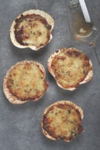 Scallop shells, stuffed, baked with cheese, in the oven, julienne with scallops