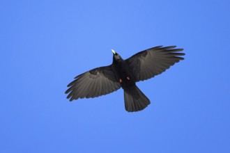 Alpine chough, yellow-billed chough (Pyrrhocorax graculus, Corvus graculus) in flight against blue