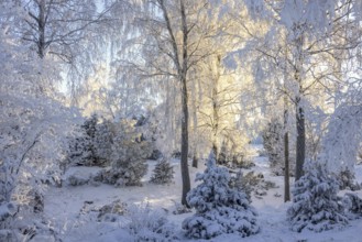 Sunshine shining through the trees in a forest with snow and frosty trees in the winter