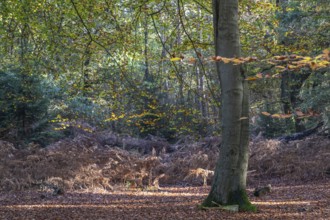 Beech forest (Fagus sylvatica) in autumn foliage, Emsland, Lower Saxony, Germany, Europe