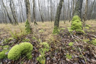 Fog in birch quarry forest (Betula pendula), Emsland, Lower Saxony, Germany, Europe