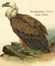 White-headed vulture (Gyps fulvus), historical illustration, World of Birds 1890