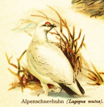 Rock ptarmigan (Lagopus mutus) white, World of Birds, historical illustration 1890