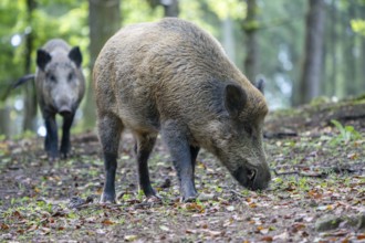 Wild boar (Sus scrofa), boar, Vulkaneifel, Rhineland-Palatinate, Germany, Europe