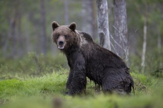 Brown bear (Ursus arctos) in the Finnish taiga, Kuusamo, Finland, Europe