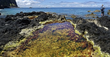 A hiker stands on rocks on the coast, next to a pool of water with algae and the sea in the