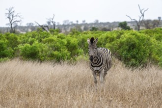 Plains zebra (Equus quagga), in tall grass, Kruger National Park, South Africa, Africa