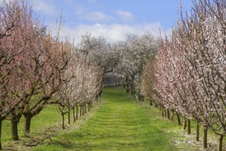 Blooming apricot and peach trees, Paudorf, Lower Austria, Austria, Europe