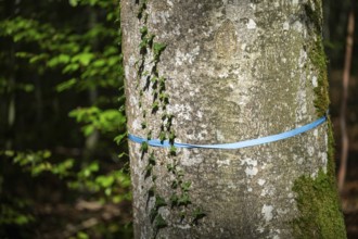 Tree marked with a blue ribbon, cemetery forest, Baden-Württemberg, Germany, Europe