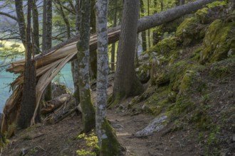 Tree felled by a storm at Lago Fusine, Tarvisio, province of Udine, Italy, Europe