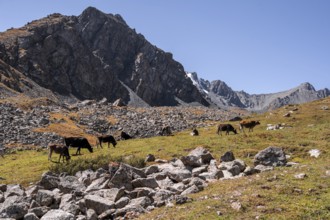 Cows, Keldike Valley on the way to the Ala Kul Pass, Tien Shan Mountains, Kyrgyzstan, Asia