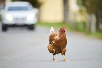 Brown chicken crossing a road with a car in the background, Chicken (Gallus domesticus), Austria,